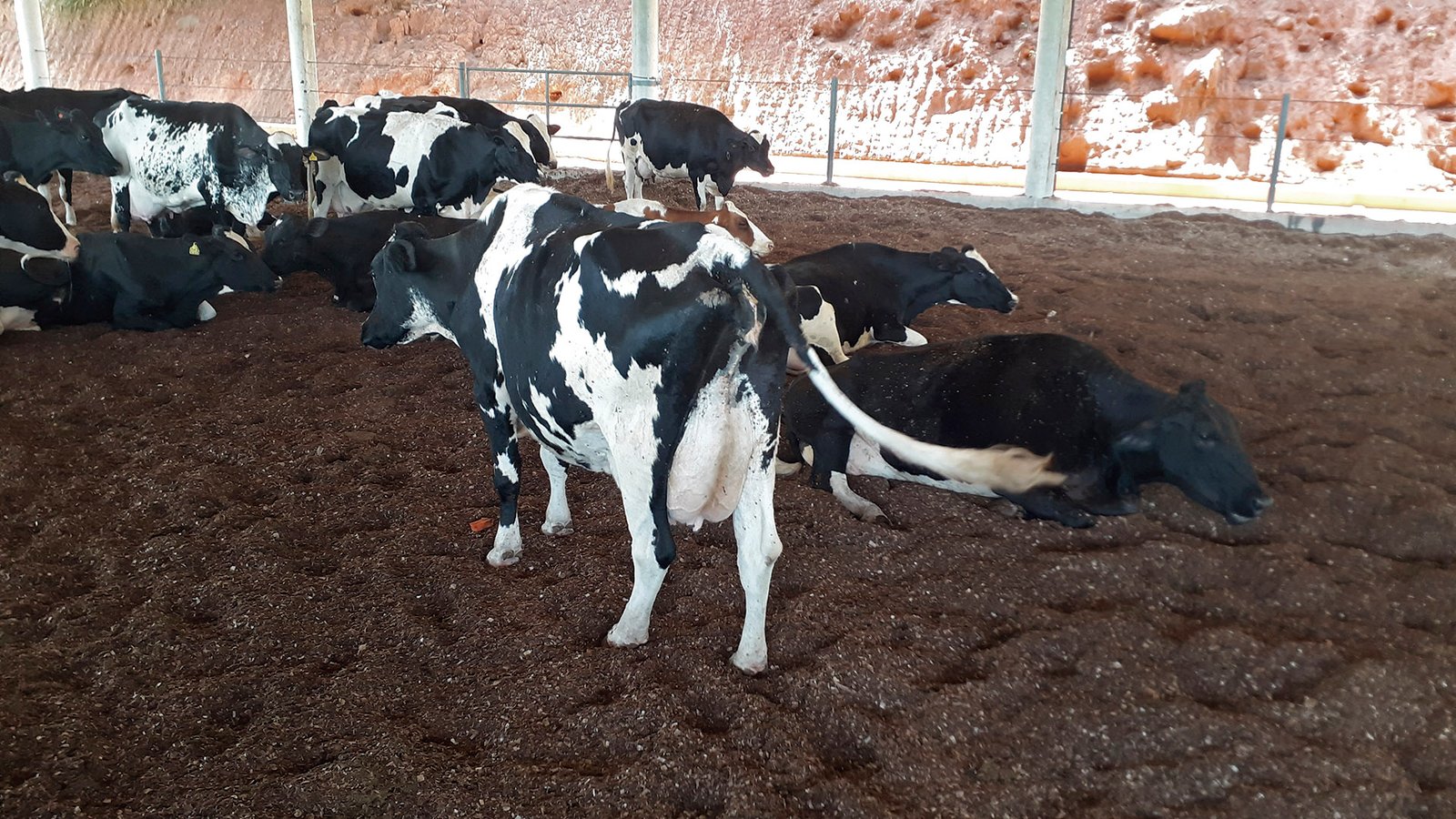 revista-balde-branco-compost-barn-1-ed667