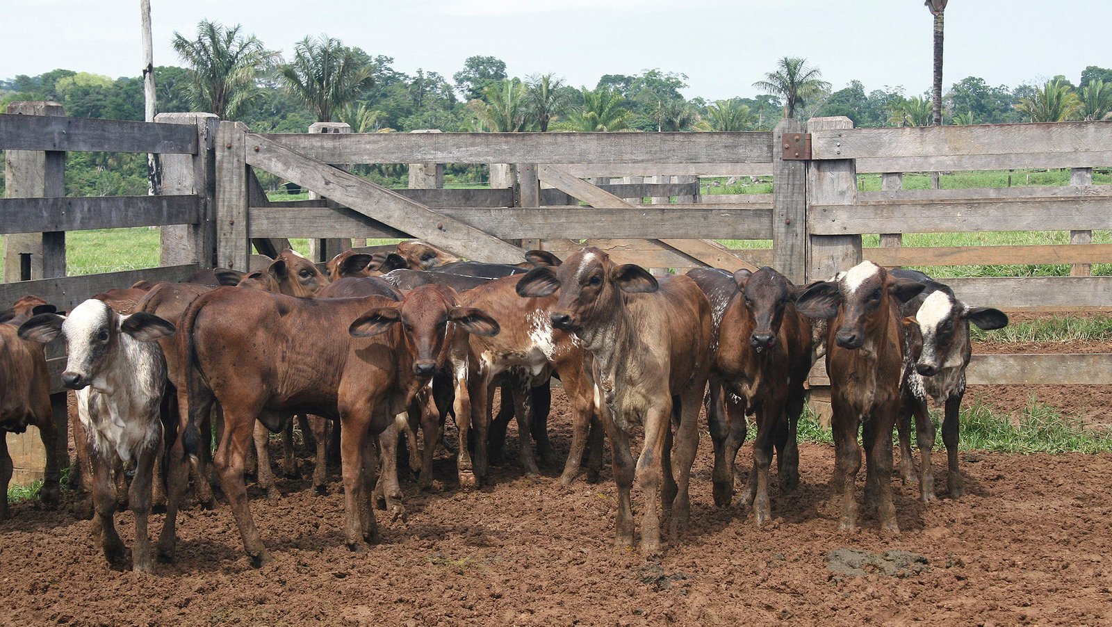revista-balde-branco-amazonas-01-ed669