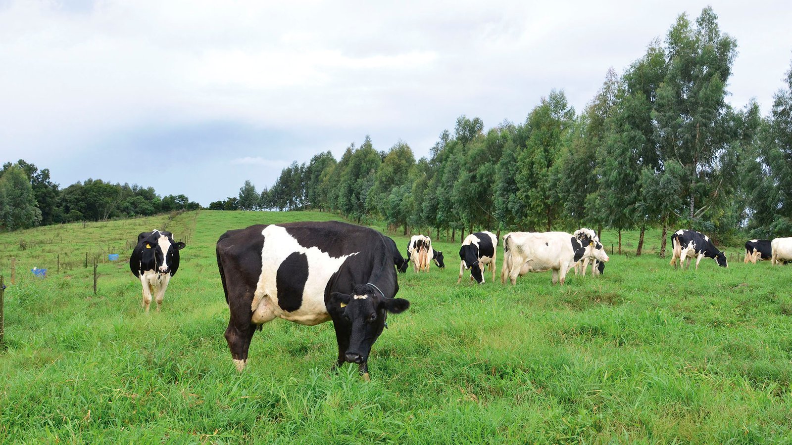 Pecuaria