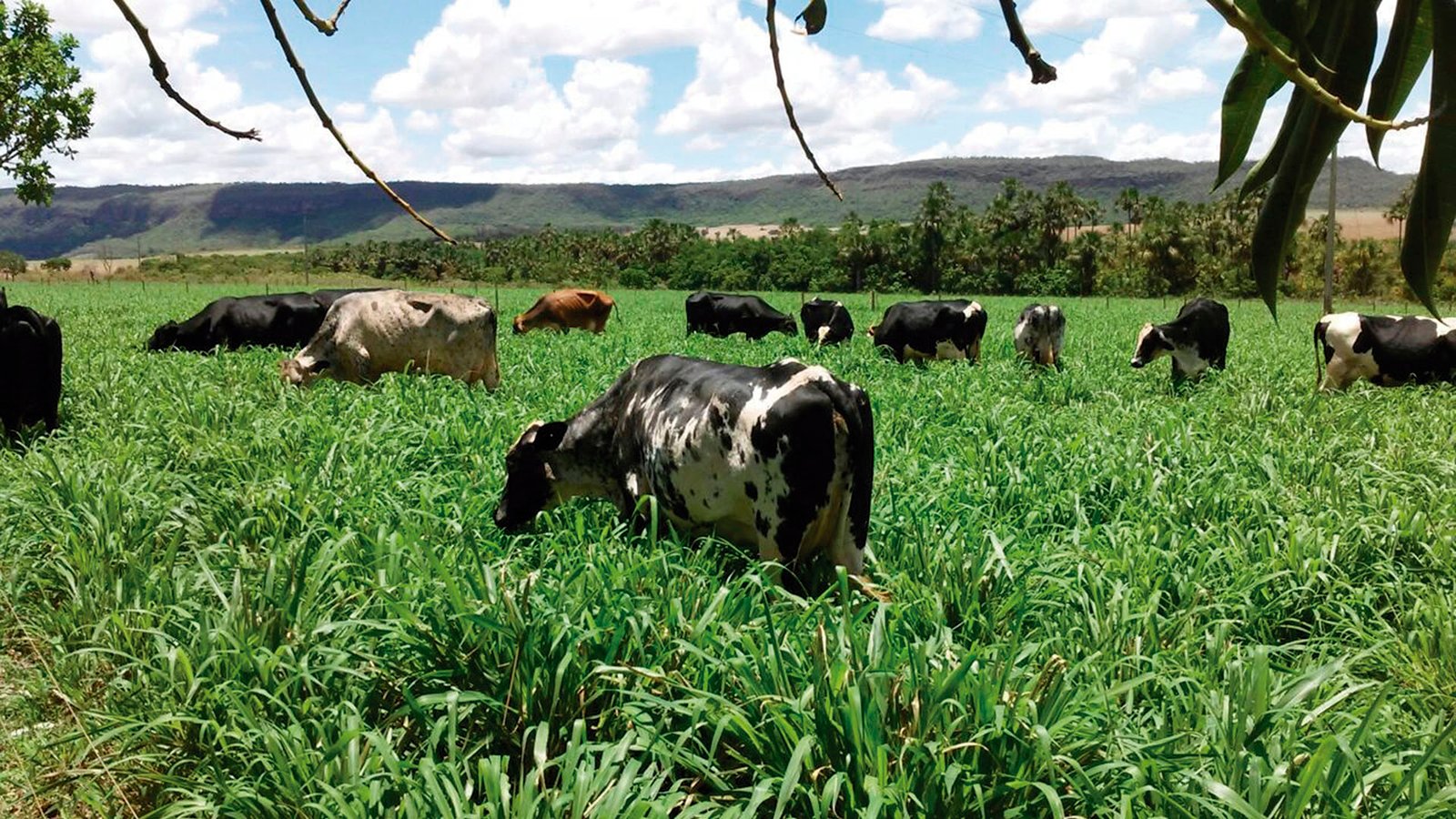 revista-balde-branco-minas-gerais-01-ed674