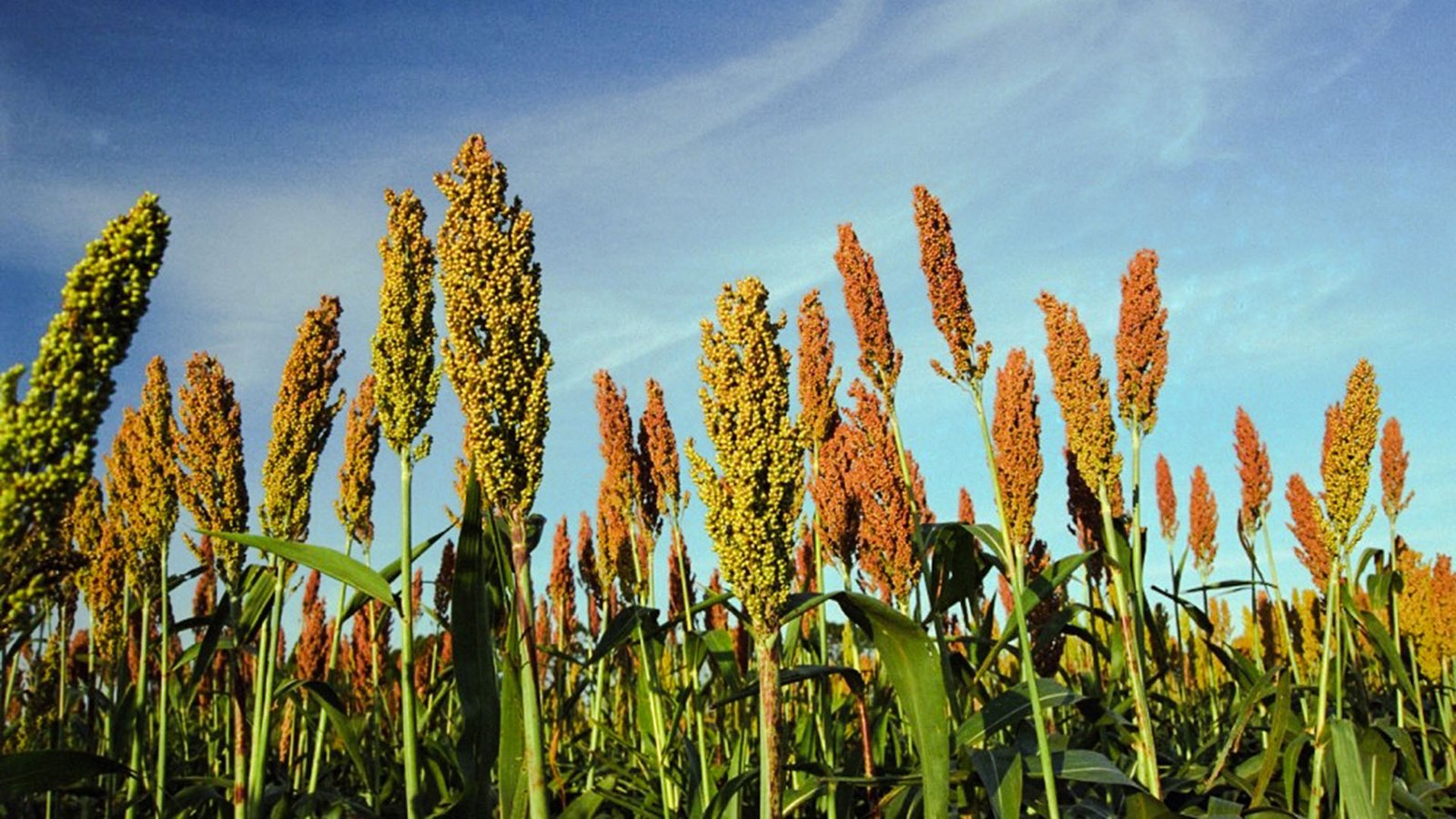 revista-balde-branco-sorgo-01-ed680