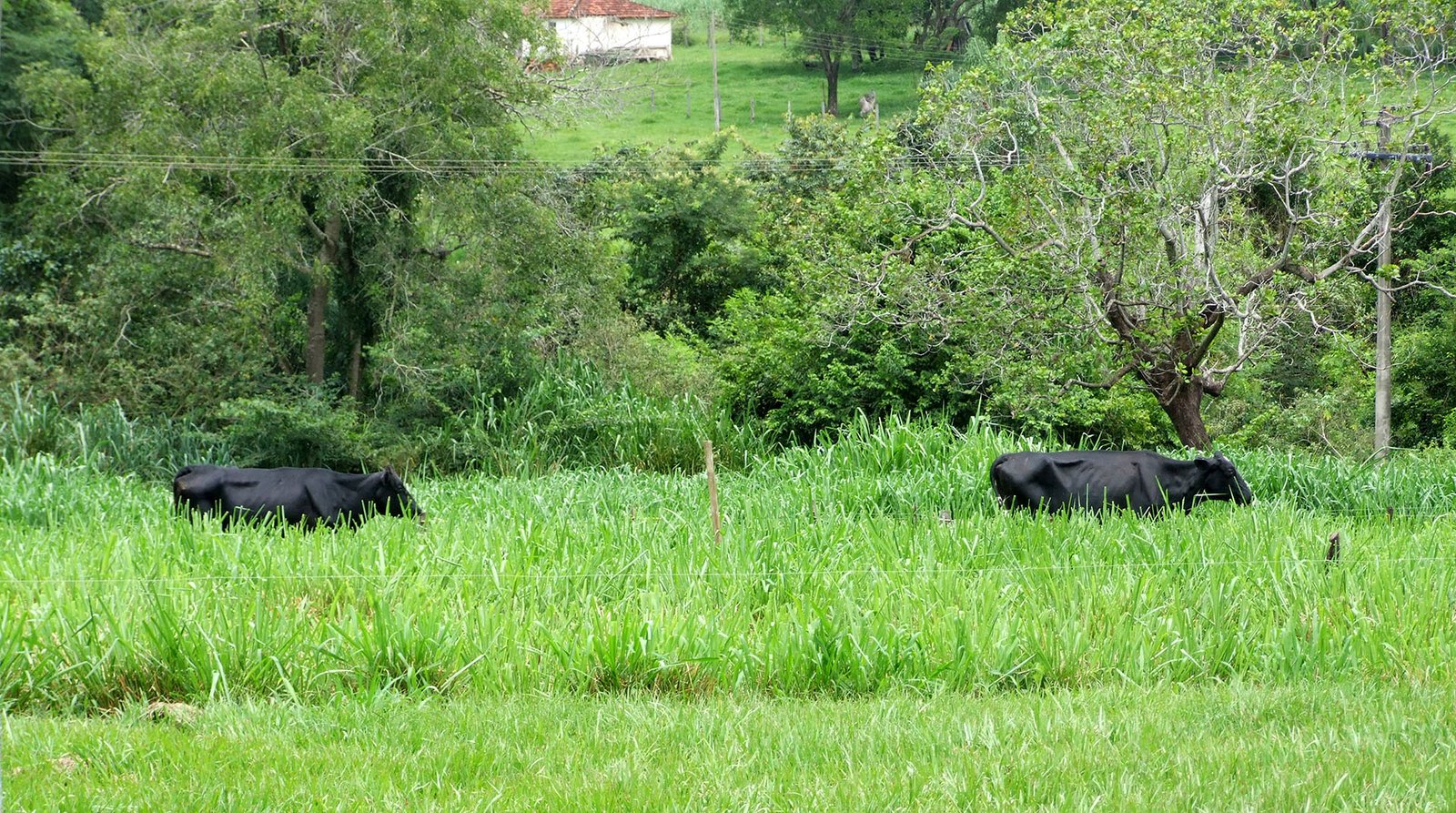 revista-balde-branco-regularização-ambiental-01-ed682