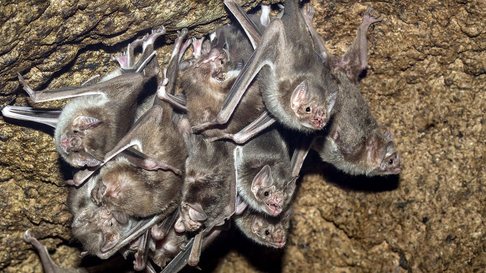 The colony of  Common vampire bats, Desmodus rotundus in the cav