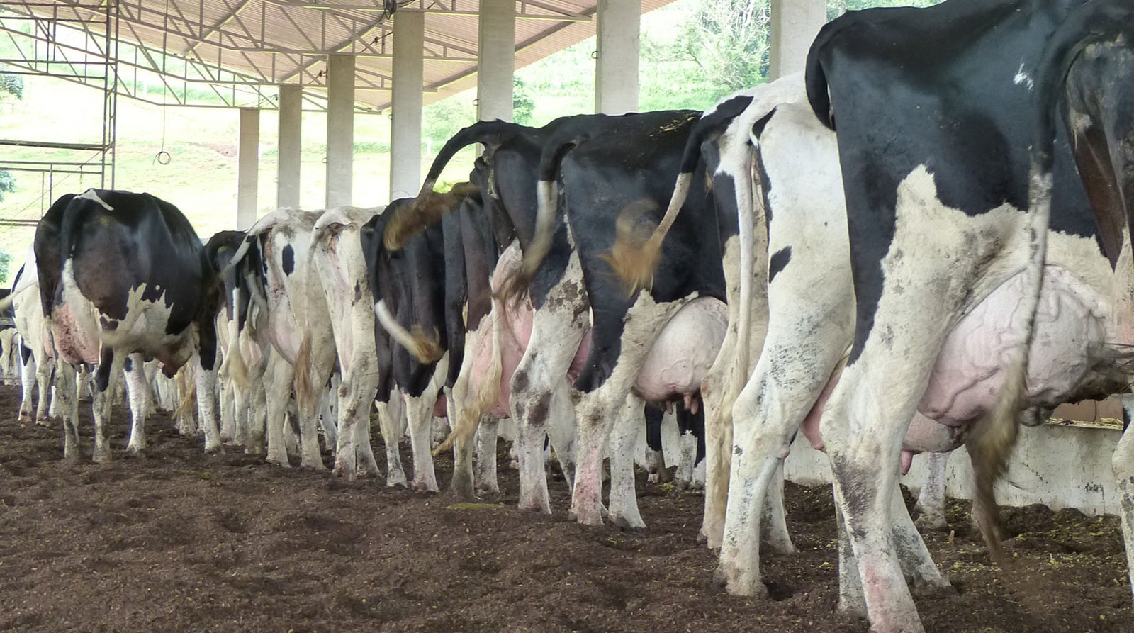 revista-balde-branco-fertilidade-01-ed684